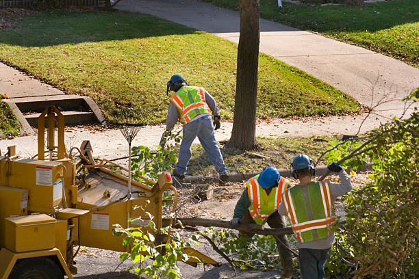 Leaf Removal in Chantilly, VA